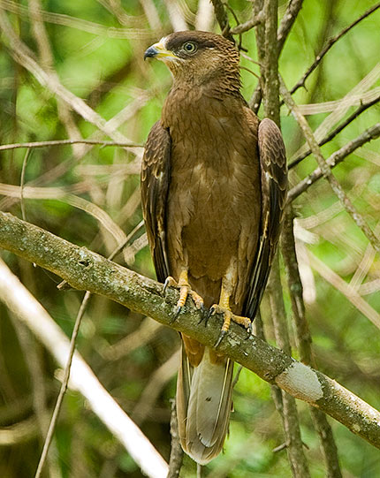 European Honey Buzzard